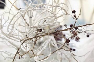 Closeup leafless white tangled dry branches, focus point
