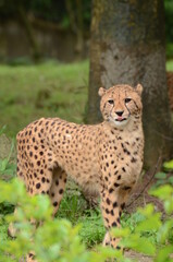 チーター