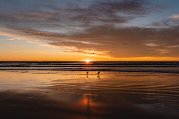 Two gulls standing on the sand with amazing view of sunrise by the beach