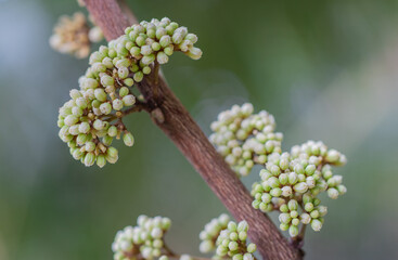 Closeup little white flowers of Ash sheora, Orangeberry, Rum Berry, Gin Berry (Glycosmis Pentaphylla) are blooming on tree in tropical herb garden