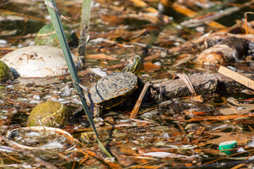 A turtle resting among the water way trash