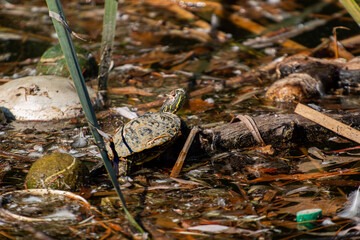A turtle resting among the water way trash