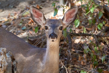 A mule deer in in an outdoor park