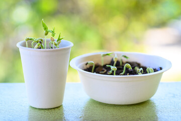 Organic plant seed growing in recycling biodegradable coffee cup and bowl, eco friendly sustainable concept
