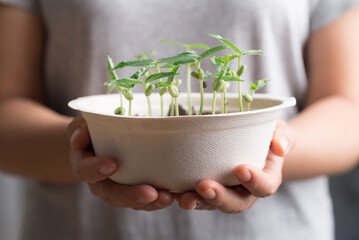 Organic plant growing in recycling biodegradable bowl holding by woman hand, eco friendly sustainable concept
