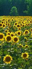 543-05 Sunflower Pano