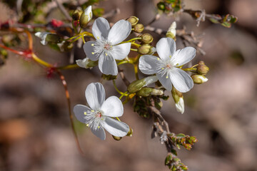 Fototapeta na wymiar The white flower of the Sundew Drosera platypoda in the Stirling Range National Park in Western Australia, frontal view