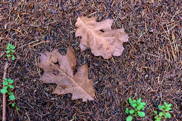 Brown autumn oak leaf lies in the forest