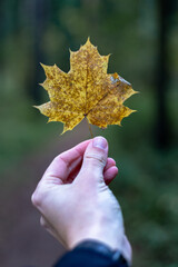 Yellow maple leaf in hand on forest background