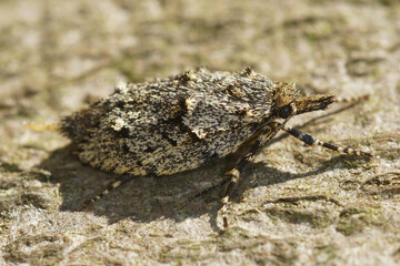 The wingless females of the March dagger moth ( Diurnea fagella ) do not look moths at all ...