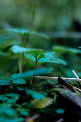 Leaves in the forest. Forest green vegetation.