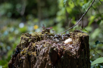 randoms items found in the woods