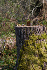 randoms items found in the woods