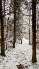 Oberes Donautal im Winter / Bei Beuron