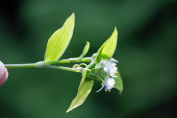 Pecteilis radiata is a species of orchid found in China, Japan, Korea and Russia. It is commonly known as the white egret flower, fringed orchid or sagisō. It is not to be confused with the white frin