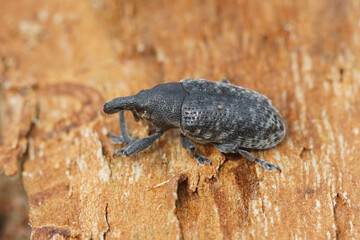 An overwintering Canada thistle bud weevil ( Larinus planus ) hides in dead wood to e safe from...