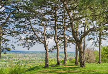 Beautiful summer forest with different pine trees.