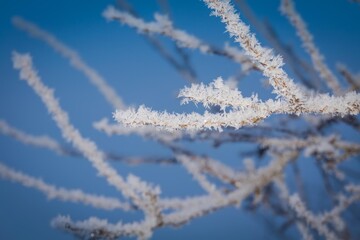 Winter trees in hoarfrost
