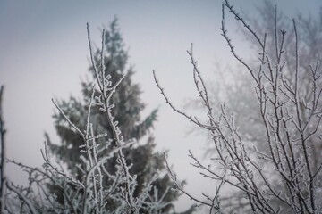 Winter trees in hoarfrost