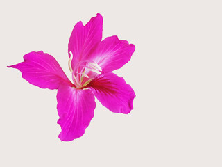 clipping path, closeup pink Bauhinia on white background.