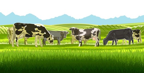 A herd of cows grazes among the rural hills. Pastures. Meadows and fields. Rustic village landscape. Farm work. Isolated on white background.  Vector