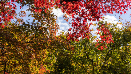 秋の京都の紅葉