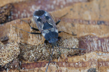 One of the many true bugs , Rhyparochromus vulgaris, overwintering under the bark of a fallen tree...