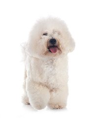 Bichon Frise in studio