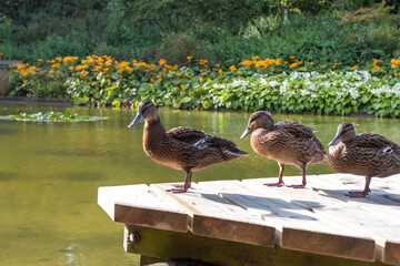 Enten im Park