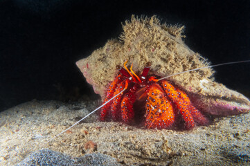 White-spotted Hermit Crab (Dardanus megistos) walking on a sandy bottom near Anilao, Batangas, Philippines.  Underwater photography and marine life.