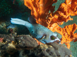 The blackspotted puffer (Arothron nigropunctatus), also known as the seal-faced puffer swimming...