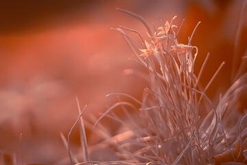 nature background flowers yellow / beautiful spring nature photo, tinted vintage flowers design