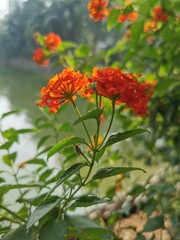 A flower with leaves 