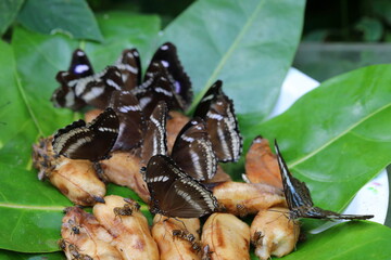 Butterflies are eating from human-provided food sources.