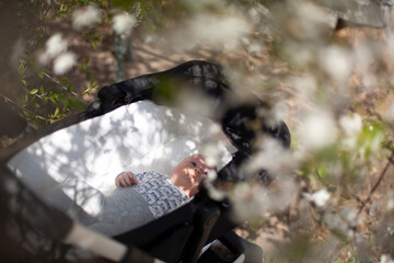 Newborn baby boy in a stroller. Springtime and cherry blossom.