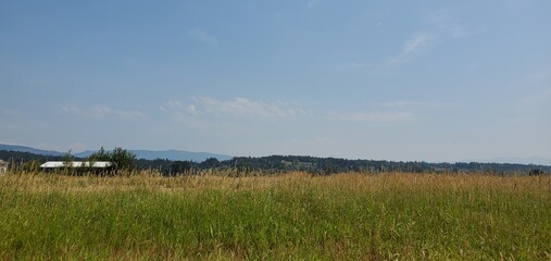 landscape with trees