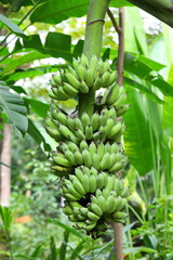 Green Banana chain on the Banana tree