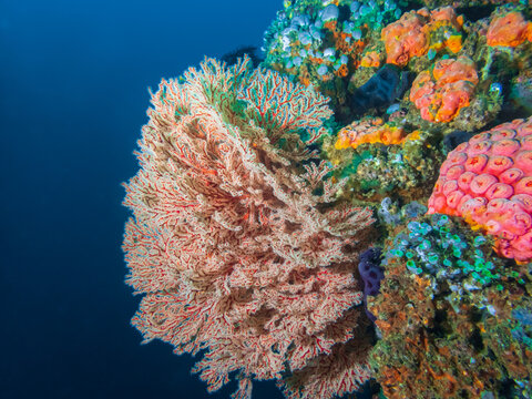 Colorful coral reef near near Anilao, Batangas,, Philippines.  Marine life and underwater photography.