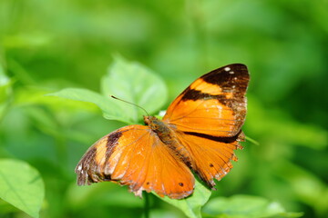 Obraz na płótnie Canvas Closeup Doleschallia bisaltide butterfly on the leaf