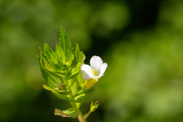 This flower, in which the shooting technique with blurred background is used, is just blooming which is fascinating