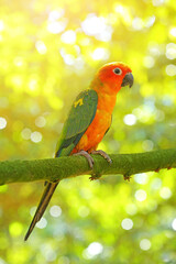 A cute sun conure or sun parakeet parrot on branch with bokeh beautiful natural background