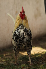 cock