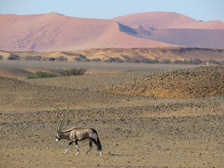 An Oryx roaming the Namib-Naukluft National Park with large sand dunes in the back. 