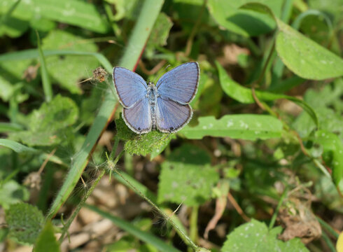Forget-me-not ( Catochrysops strabo strabo ) butterfly on leaf with natural green background, Blue with purple and black color insect wing