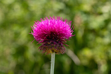 Silybum marianum is fairly typical thistle has red to purple flowers and shiny pale green leaves with white veins on it. Also it is so beautiful with it's unique colors.