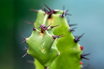 close up of a cactus