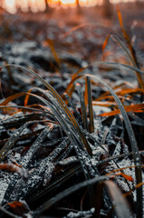 the green grass in the autumn with snow