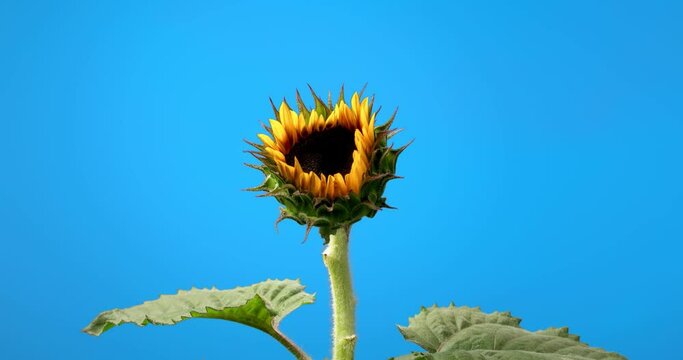 Timelapse of  sunflower blooming on blue sky