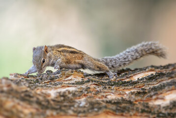 Indian Palm Squirrel - Funambulus palmarum, beautiful squirrel common in Indian woodlands and forests, Sri Lanka.