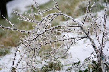 Trees are covered with a crust of ice after icy rain. Natural disaster.